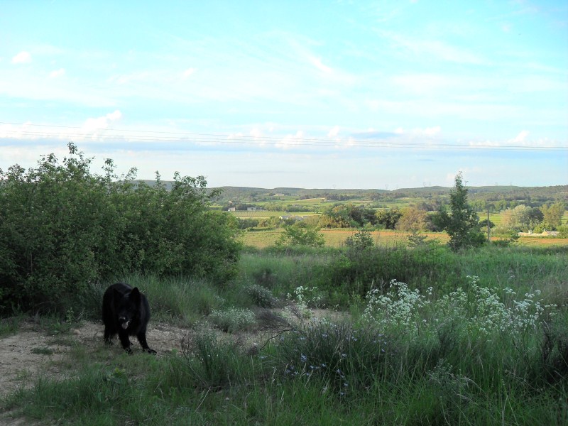 Onyx in La Roque-sur-Cèze (2).jpg